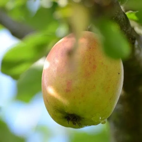 Apple Lady Finger of Offaly