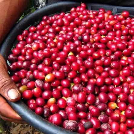 Finca La Bolsa El Cabro Plot pre-fermented washed - Huehuetenango