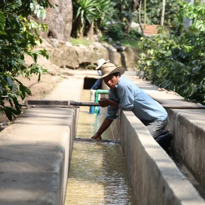 Finca La Bolsa El Cabro Plot pre-fermented washed - Huehuetenango